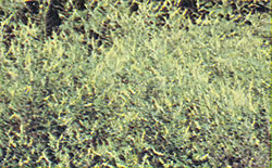 A stand of hardy yellow sweet clover (Melilotus officinalis).